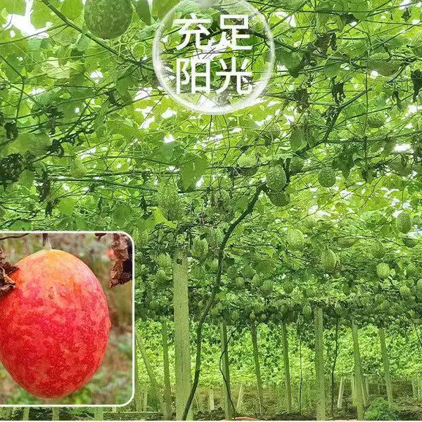 凤凰腊尔山高山吊瓜子,颗粒饱满、醇香绵长、壳薄易剥