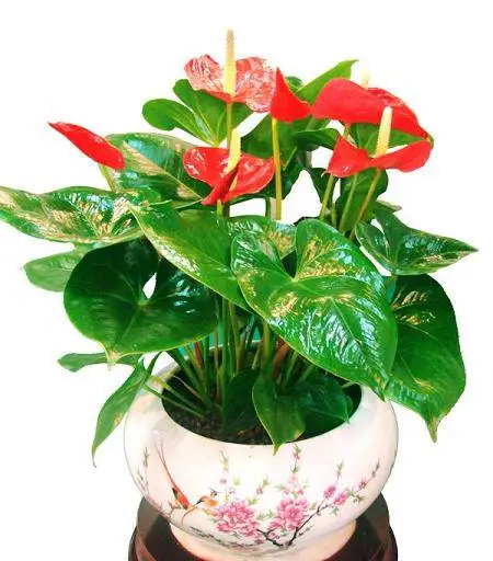 北京植物租摆室内绿植租赁