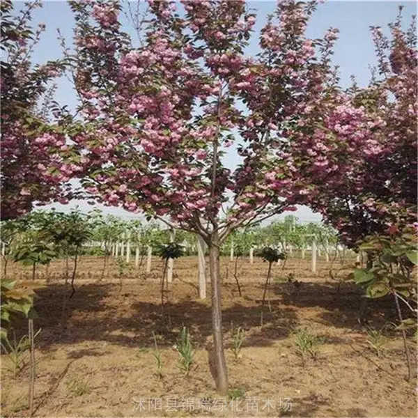 ����4����5����ӣ�� �ձ���ӣ ��ӣ ӣ��С�� ͥԺ����С���̻�