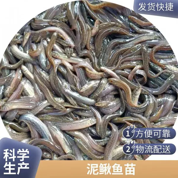 泥鳅鱼苗 3-5厘米寸苗 新鲜幼苗泥鳅水花苗批发 养殖技术支持