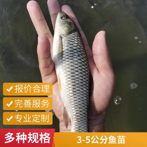 草鱼苗鲤鱼苗山东日照本地育苗基地活鱼苗批发