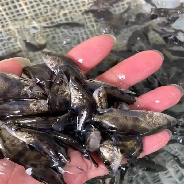 小鳜鱼苗公分苗 生性凶猛桂花鱼苗 桂鱼苗养殖场