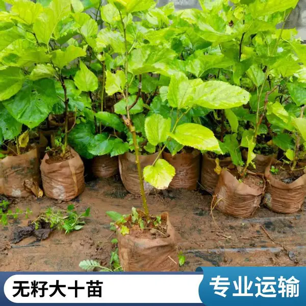 连发苗木 桑葚苗 四级果桑苗 南北方种 当年结果