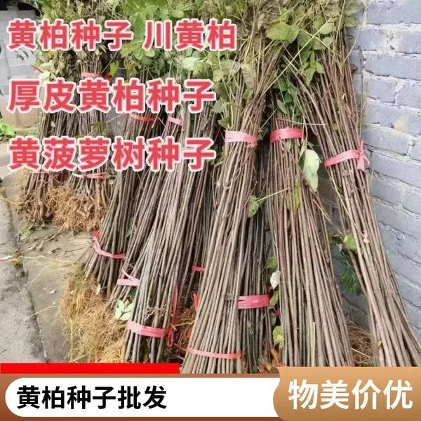 黄柏净种子加工 厚皮黄柏种子 川黄柏 药材种子培育种苗
