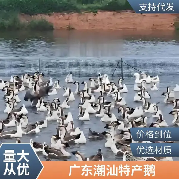 狮头鹅澄海狮头鹅正宗广东潮汕汕头特大鹅冷链物流全球发货一手三鸟