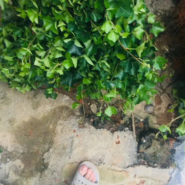 常青藤 爬墙虎 小苗 高坡围栏棚架立体绿化 爬藤绿篱植物