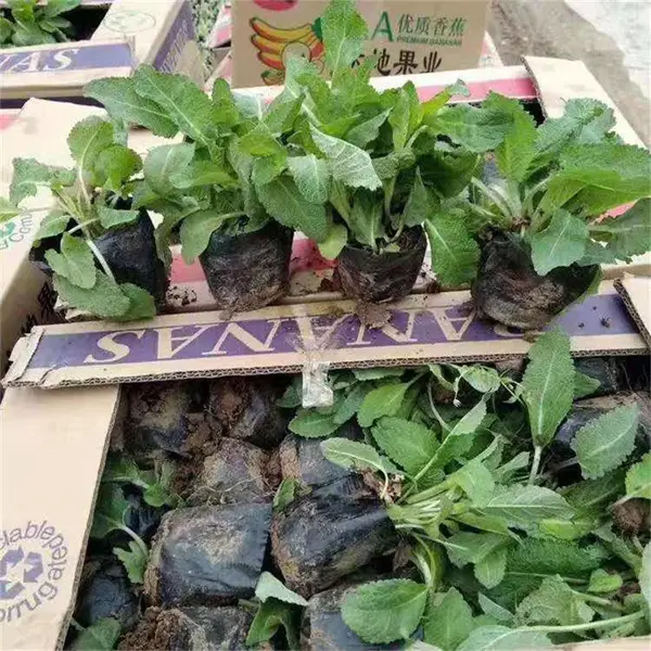 大量供应鼠尾草 节日组摆草花 鼠尾草小苗