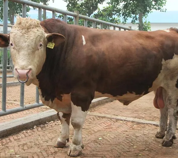 肉牛销售-肉牛价格-肉牛批发-肉牛交易平台-养牛网-梁山县大型肉牛养殖场