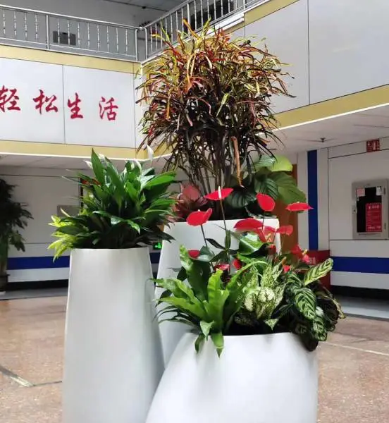 深圳晨蜜园艺-绿植租赁 绿植销售 绿化养护 开业花篮