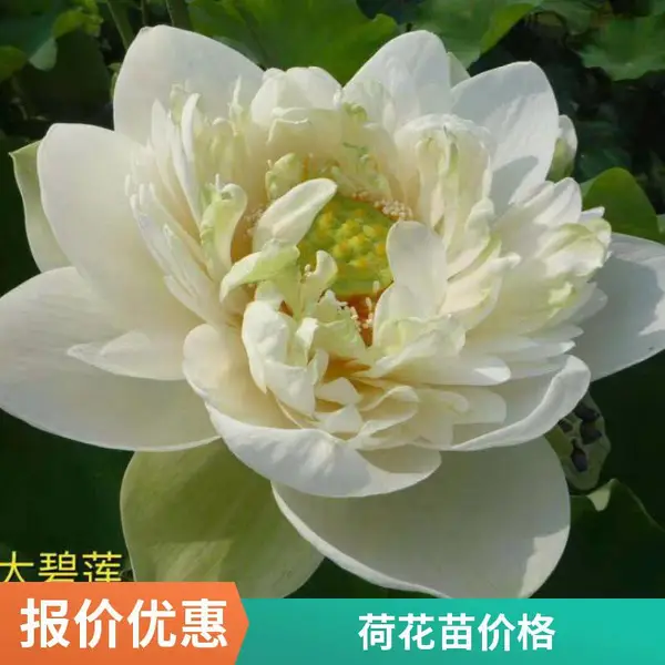 水体绿化睡莲种苗 盆栽荷花基地 芦苇种植施工方案