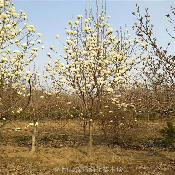 白玉兰便宜 老采购告诉你白玉兰便宜的准信息