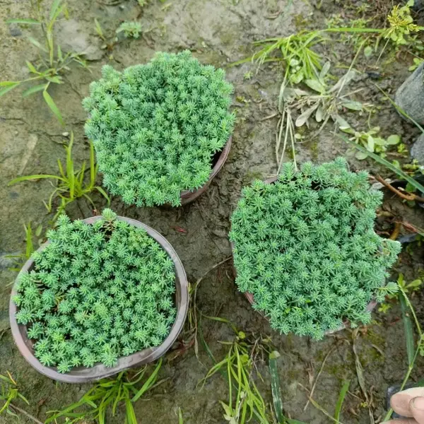 双色杯中华景天批发 加仑杯中华景天基地 四川中华景天出售