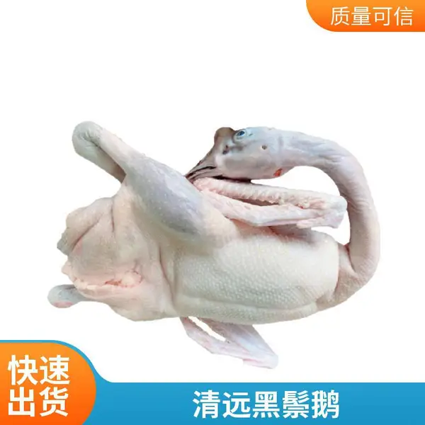 源头直供黑棕鹅 新鲜现杀现发 港粤风味试烧鹅美味佳肴