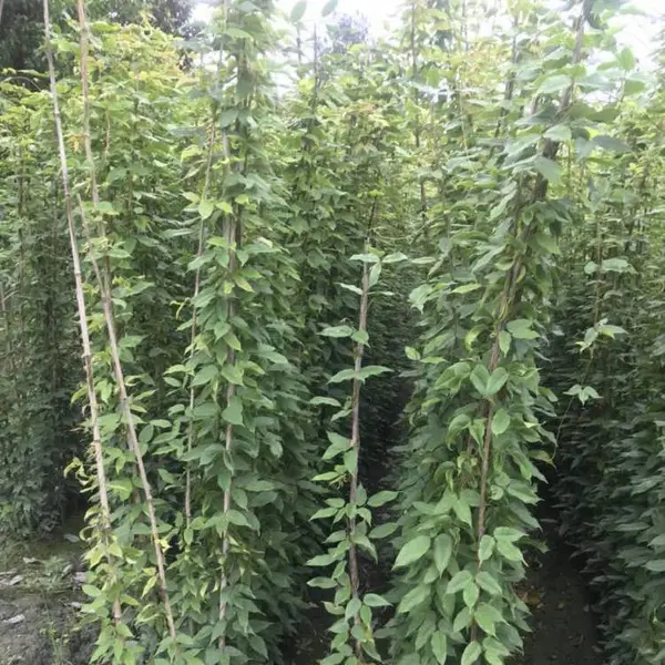 贵州黔南常春油麻藤工程苗是基地1-2米的数量多多的哦