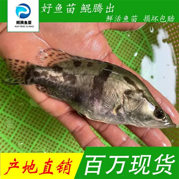 鲲腾水产桂花鱼苗 鳜鱼苗 活鱼苗 淡水人工养殖 全国包邮 保障售后