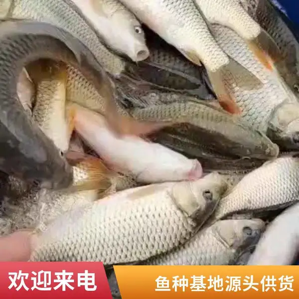 山东滨州本地草鱼苗鲤鱼鱼苗养殖场直销草鱼种鲤鱼种规格齐全