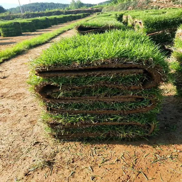 马尼拉草坪 湖北黄冈保持水土绿化用的常用草出售价格 怎么卖