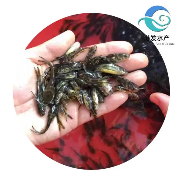 【抗病力高】全雄性黄骨鱼苗全国发货?港发水产淡水苗品种良 成活率高