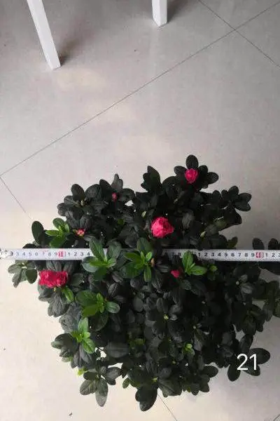 ������Ӧ�������أ������С����أ���ɫ��С�Һ�