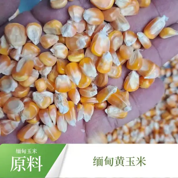 源头大量供应缅甸进口干玉米 干玉米粒 饲料玉米 新苞米 杂粮黄玉米现货