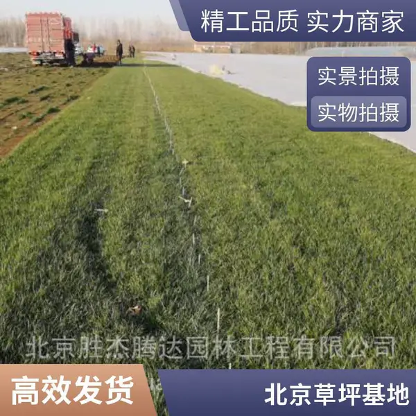 怀柔家庭庭院绿化施工家庭庭院设计高羊茅草坪草坪铺装