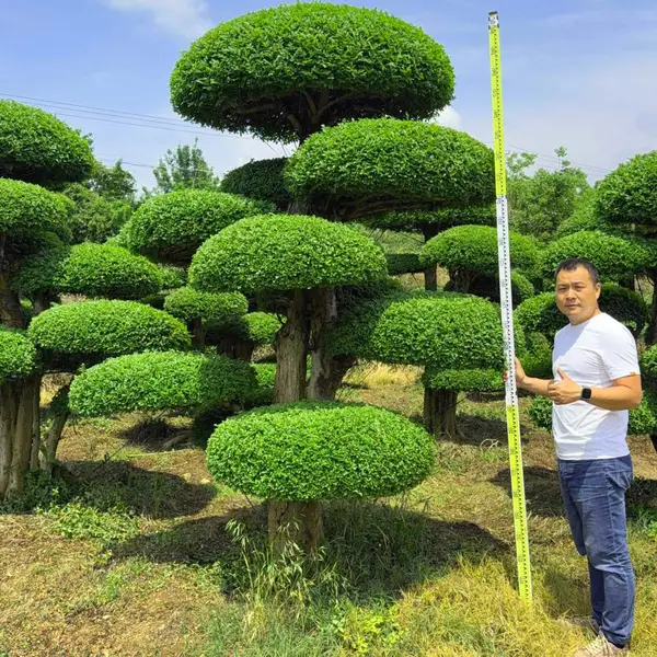 精品对节白蜡造型树 庭院景观造型桩 园林绿化工程专用苗木