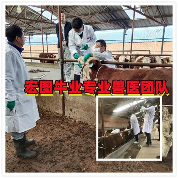 六百斤的 西门塔尔小牛 价格表