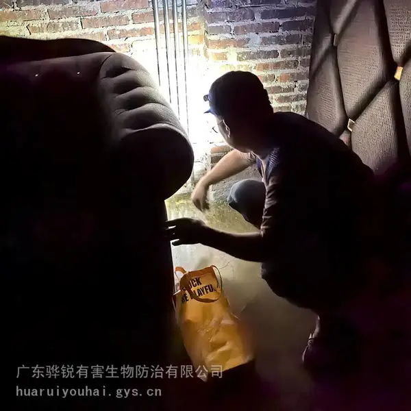 江苏灭衣鱼虫 江苏鼠类消杀机构 高效除害 按需服务
