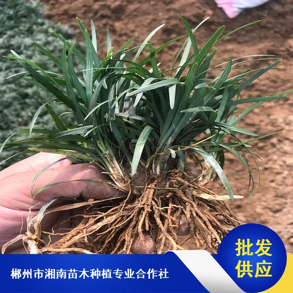 美化玉龙草_四川耐寒玉龙草_别墅常绿玉龙草出售
