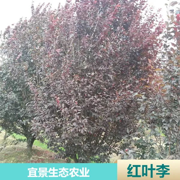 �����˾���̬�Ǽܺ�Ҷ�� ԰���̻��ͷ�֦��Ҷ��������