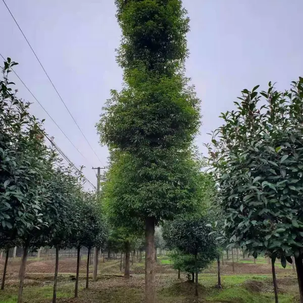 �Ĵ�СҶ����ǽ�����ʵ��Щ��20����СҶ��骼۸���٣�