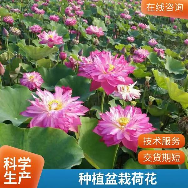 水生植物睡莲 花苞睡莲苗 芦苇小苗 盆栽荷花苗 草本花卉