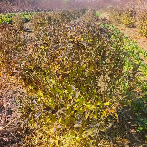 苗圃出售连翘球 攀缘花卉连翘苗 黄老虎树苗工程园林植物规格全