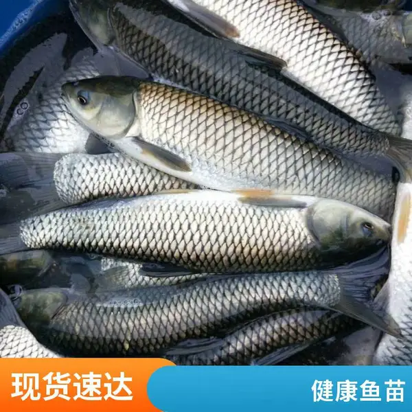 山东日照本地草鱼苗鲤鱼鱼苗养殖场投苗旺季备货