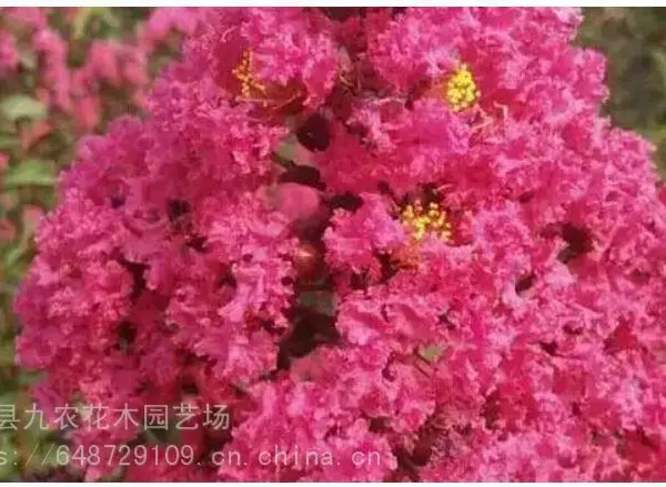 ����������Ҷ�컨��ޱ ������Ҷ��ޱ�� �������ޱ �̻������� ���ɻ�
