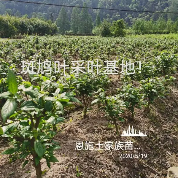 臭黄荆苗基地、臭黄荆树苗、臭黄荆苗