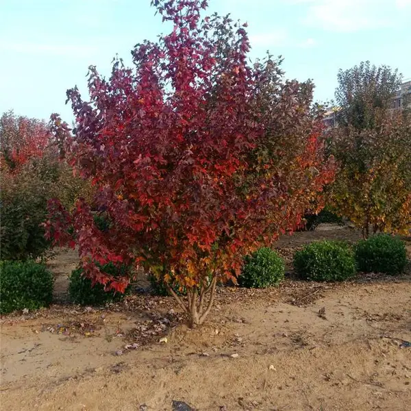 �������-2��3�״������ 4�ס�5�״������ 6�ס�8�״������