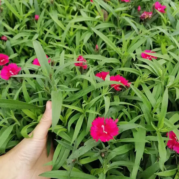�� ���ļ�ʯ�� ����ʯ�� ŷʯ��Ļ��� ���繩Ӧ ��������