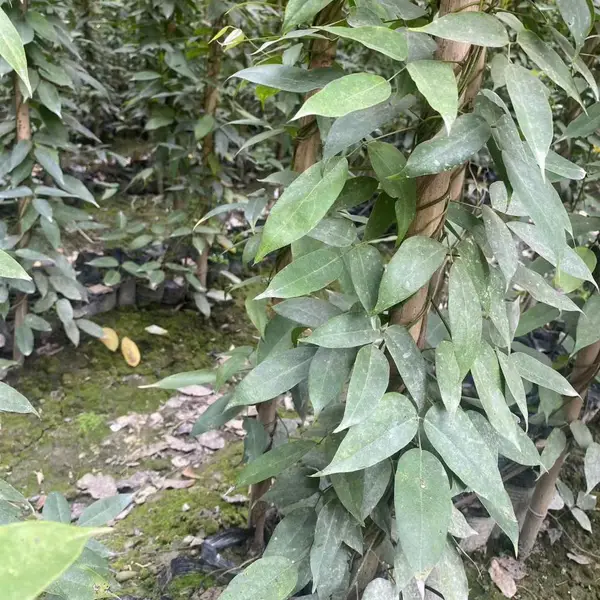 走进矿山复绿油麻藤工程苗基地几百万小杯子长度1.5米袋苗发货