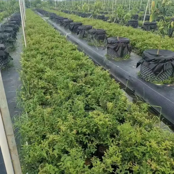 2026 年防草布生产厂家怎么联系,拿货需要注意哪些问题?
