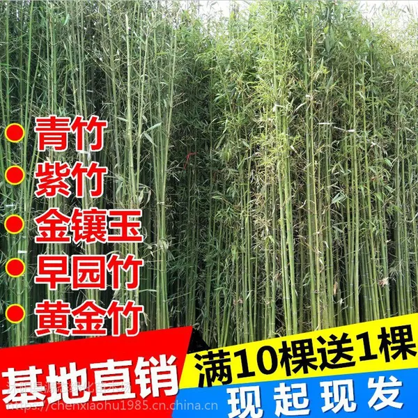 庭院观赏绿化植物大型楠竹早园毛竹紫竹苗青竹苗金镶玉竹子苗盆栽