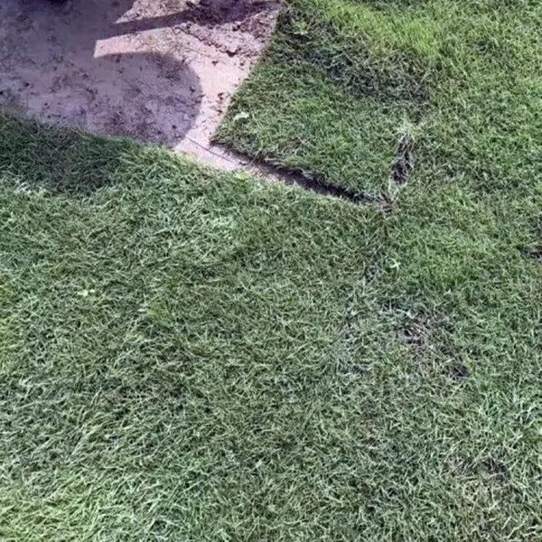 马尼拉草坪卷 狗牙根矮生百慕大 湖北黄石厂区绿化用的绿化草坪***格 什么价格