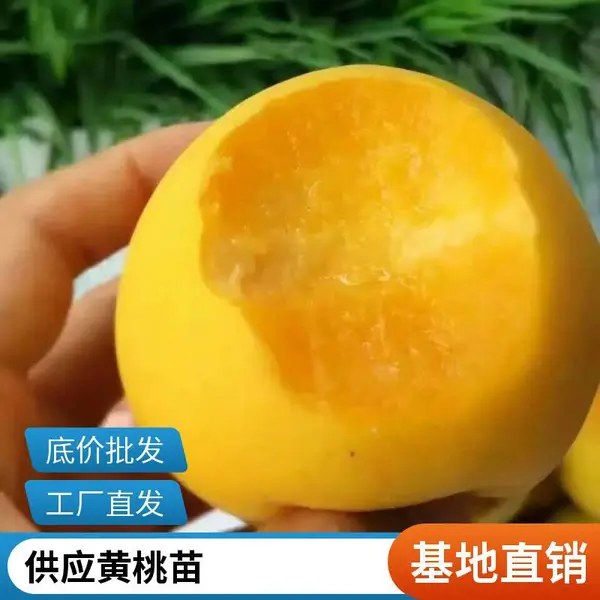 桃苗基地黄桃油桃树苗 品种*** 1公分桃树苗 产地批发