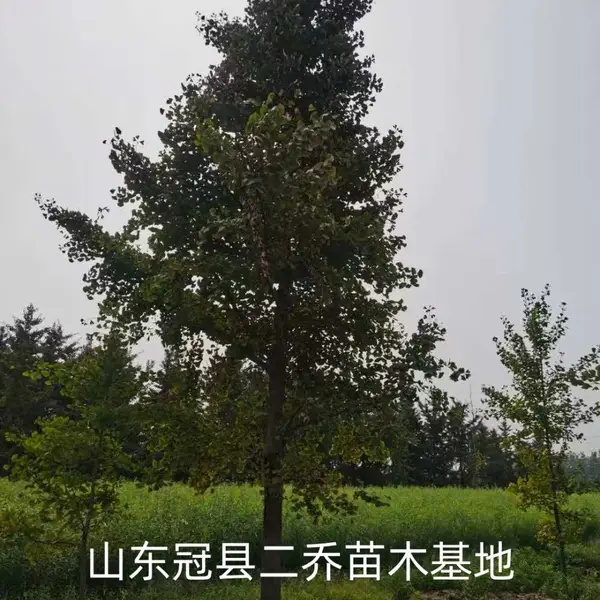 10公分至15公分银杏树,山东聊城临清市原生冠银杏树基地,银杏树产地报价,山东聊城银杏树