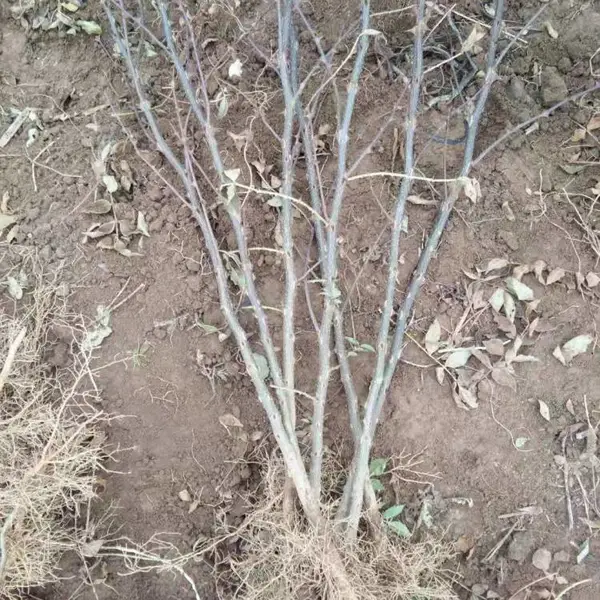 大红袍花椒苗,花椒树种植前景,大红袍花椒苗好管理 花椒苗易成活投入产量高耐寒耐旱