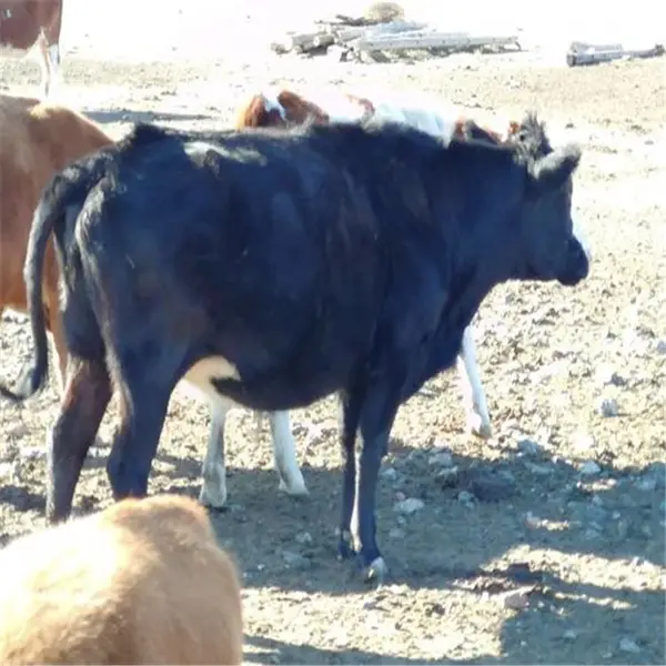 合作养殖西门塔尔牛牛犊 哪有牛犊卖 肉牛牛犊多少钱 正规厂家 黄牛苗价格 农村养牛前景
