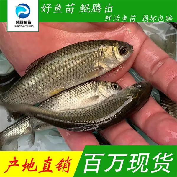 鲲腾水产优质草鱼苗 鲩鱼苗 绿色生态 优选苗种 全国直供 技术支持