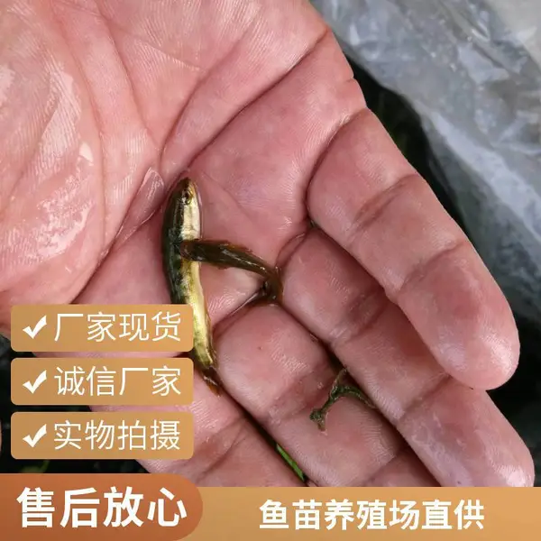 自然水域驯化乌鱼苗泥鳅苗规格多 山东泰安本地黑鱼苗泥鳅鱼苗养殖场