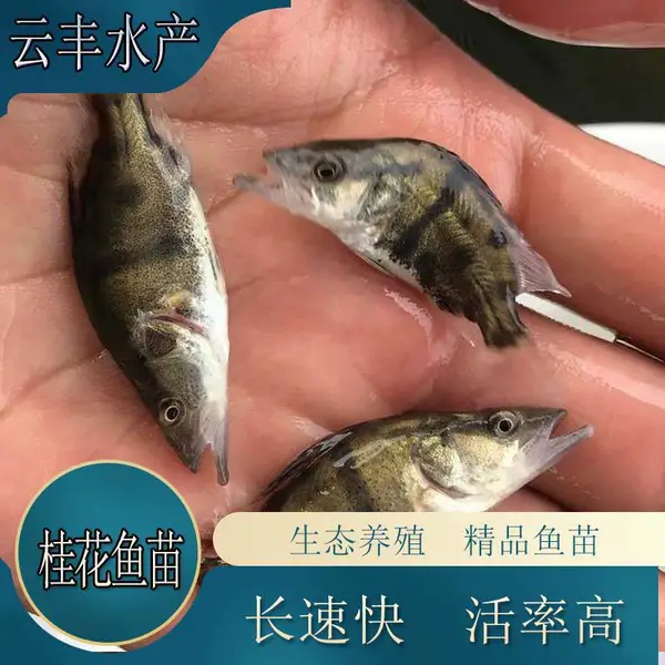 【全国空运】特种桂花鱼苗 快大桂鱼苗 翘嘴季鱼苗