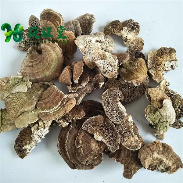 桦褶孔菌 野个桦褶孔菌灵芝供应获证堂